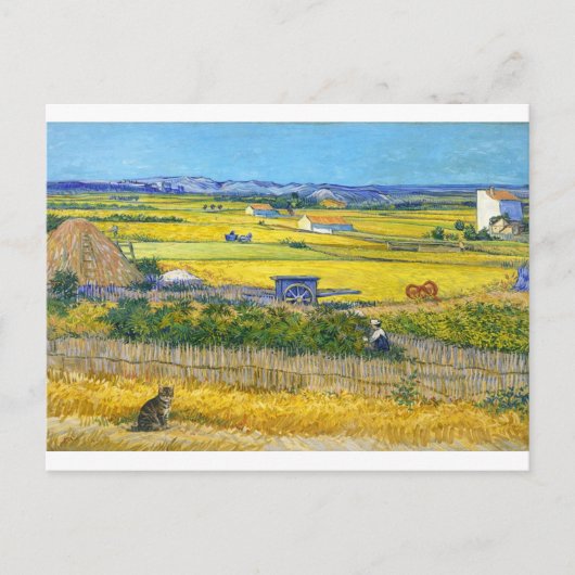 La carte postale du chat de la récolte (Devant)