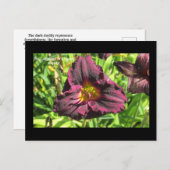 La carte postale du lys de la fête noire (Devant / Derrière)