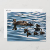 La carte postale du vilain petit canard (Devant / Derrière)