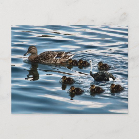 La carte postale du vilain petit canard (Devant)