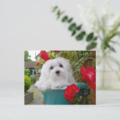 La carte postale maltaise Snowdrop (Debout devant)