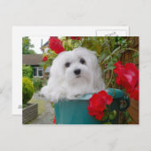 La carte postale maltaise Snowdrop (Devant / Derrière)