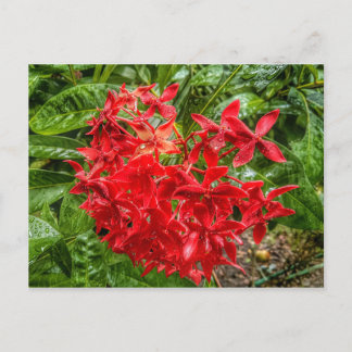 la carte postale Pentas