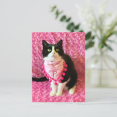 La carte postale rose chat de Tuxedo (Debout devant)