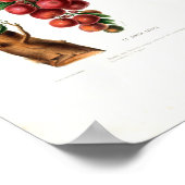 La Cerise Creole  Botanical Flore d Ameriqu Poster (Hoek)