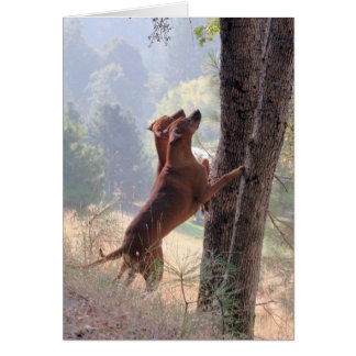 La chasse aux écureuils