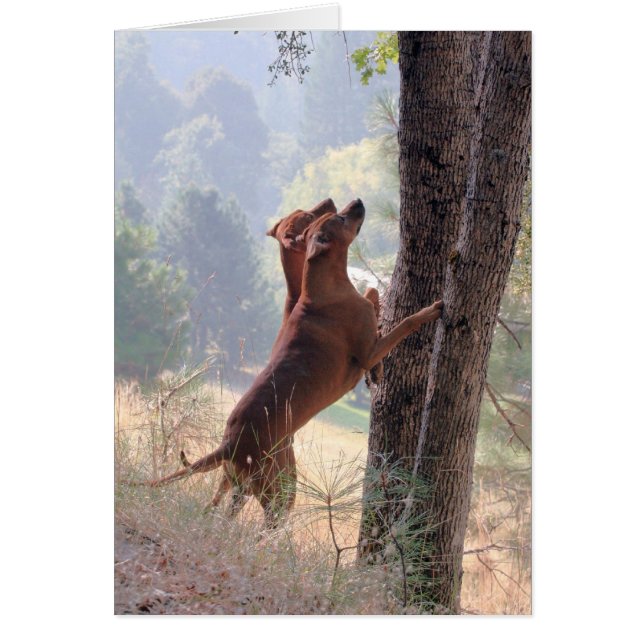 La chasse aux écureuils (Devant)