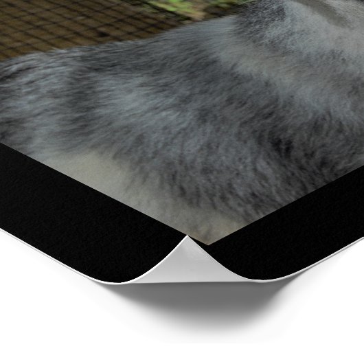 La chèvre a parlé une affiche (Coin)