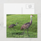 La colline de sable tend le cou la carte postale (Devant / Derrière)