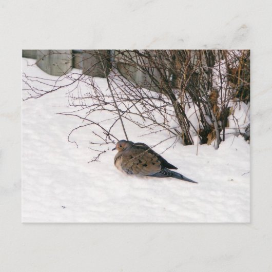 La colombe dans la carte postale de neige (Devant)