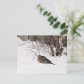La colombe dans la carte postale de neige (Debout devant)