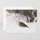 La colombe dans la carte postale de neige (Devant / Derrière)
