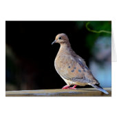 La colombe en deuil (Devant horizontal)