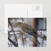 La colombe sur une carte postale du jour de neige (Devant / Derrière)