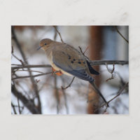 La colombe sur une carte postale du jour de neige