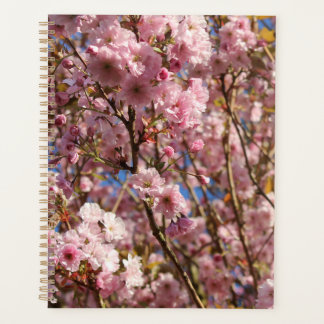 La couleur printanière lumineuse de la floraison d