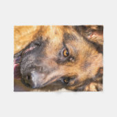 La couverture de berger allemand - le shedder (Devant (Horizontal))