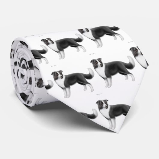 La cravate de border collie (Roulé)