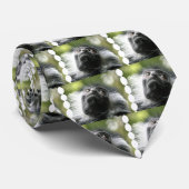 La cravate des hommes de singe de Colobus du (Roulé)