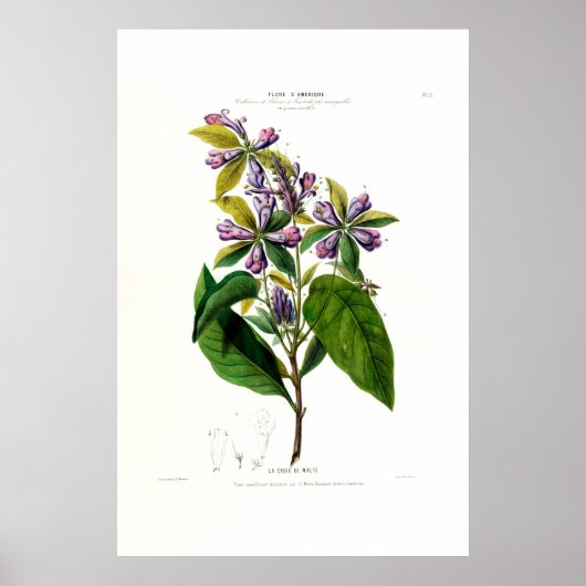 La Croix de Malte Botanic Flore D Amerique Poster (Voorkant)