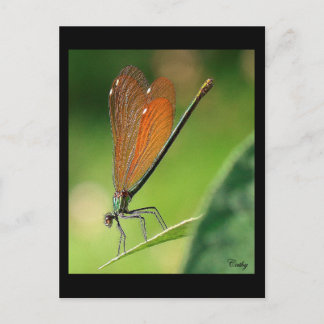 La demoiselle briefkaart