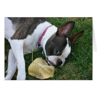 La feuille de Martha