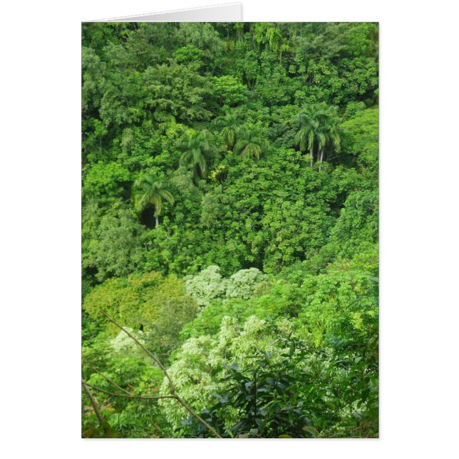La forêt tropicale hawaïenne (Devant)