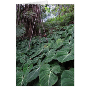 La forêt tropicale hawaïenne