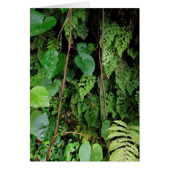 La forêt tropicale hawaïenne (Devant)