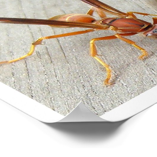 La foufe ! Affiche (Coin)