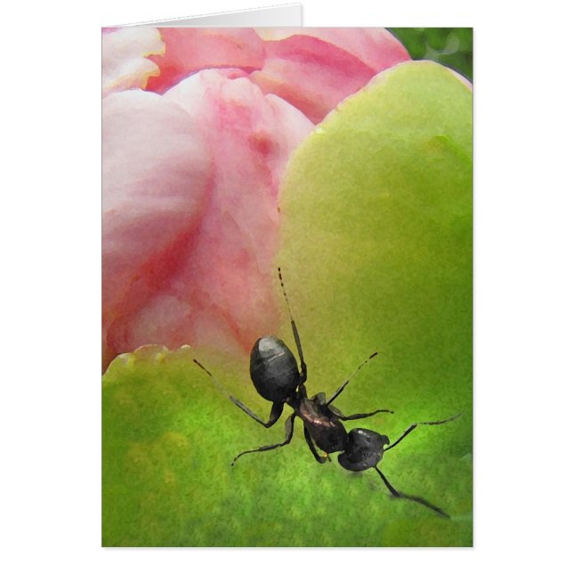 La fourmi et la pivoine (Devant)