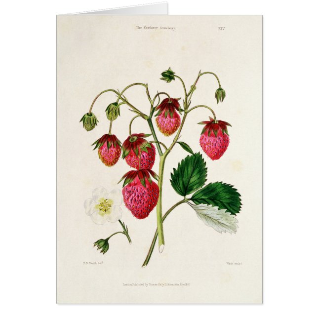 La fraise de Roseberry, gravée par Watte (Devant)