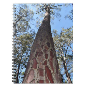 La Gerche Ponderosa Pine Carnet Spiral