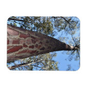 La Gerche Ponderosa Pine flexibele magneet (Horizontaal)