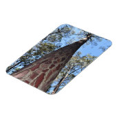 La Gerche Ponderosa Pine flexibele magneet (Linkerzijde)