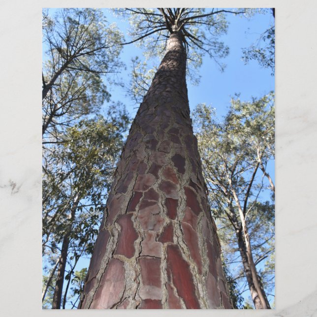 La Gerche Ponderosa Pine Papier Blad (Voorkant)