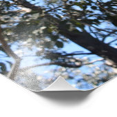 La Gerche Ponderosa Pine Photo Élargissement (Coin)