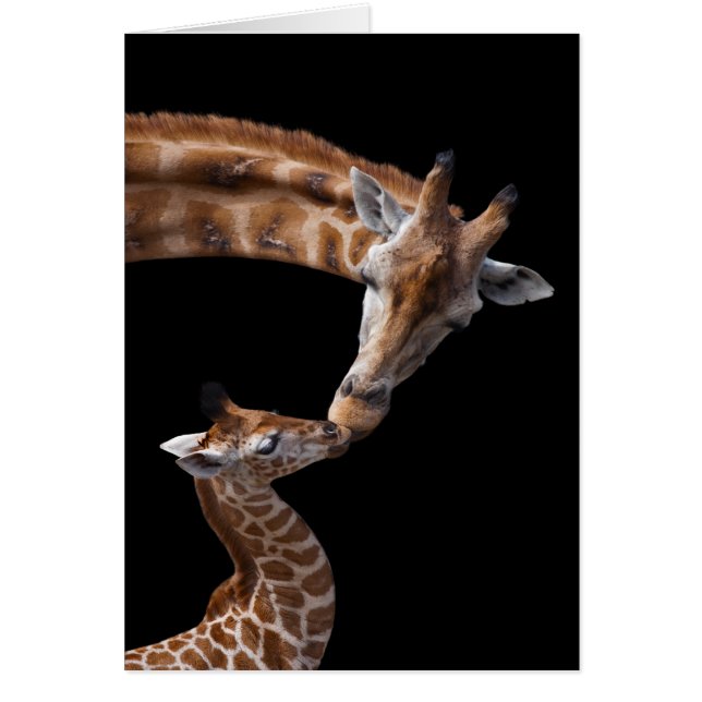 La girafe embrasse la carte (Devant)