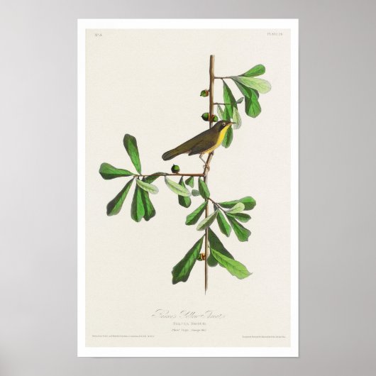 La gorge jaune de Roscoe par Audubon Poster (Devant)
