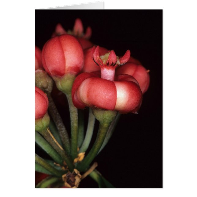 LA GUYANE FRANÇAISE FRANÇAISE : Globulifera de (Devant)