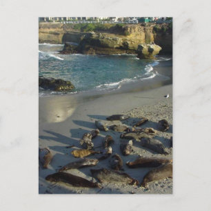La Jolla Cove Beach Waves Sand Seals Briefkaart