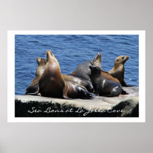 La Jolla Cove Zee Lions Poster