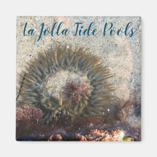 La Jolla Tide Pool Anemone Magneet