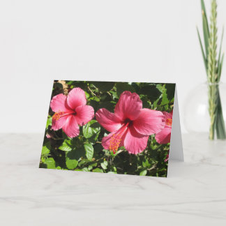 La ketmie assez rose fleurit la carte de voeux