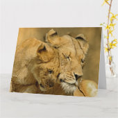 La lionne et la carte de CUB (Fleur jaune)