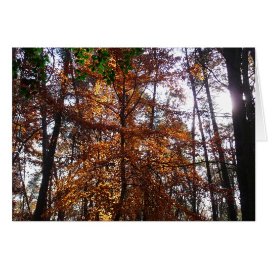 La lumière du soleil dans l'arbre d'automne de la (Devant Horizontal)