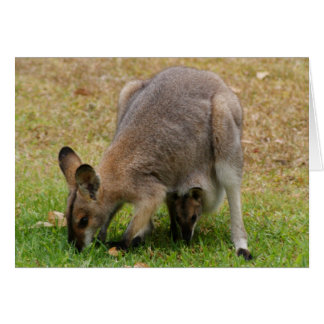 La maman et le bébé ont assez fait face au wallaby