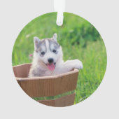 La marionnette sibérienne Husky dans un pot (dos)