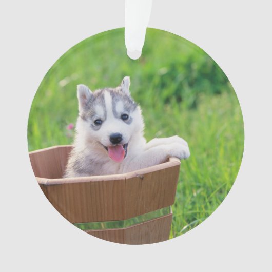 La marionnette sibérienne Husky dans un pot (devant)