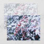 La neige a couvert des baies de houx - cartes (Devant / Derrière)